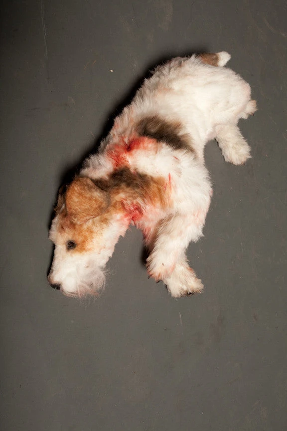 Dapper Cadaver Workshop Spotted Terrier Dog Prop Dog & Cat Props 1 Dapper Cadaver Workshop Spotted Terrier Dog Prop Dog & Cat Props