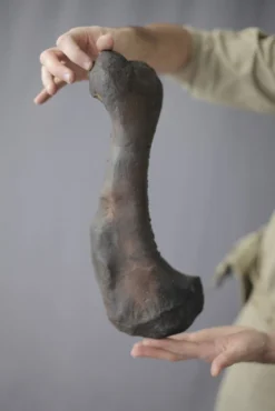 Gaston Design Dinosaur Props Stunt Dinosaur Humerus Rental