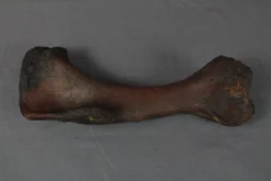 Gaston Design Dinosaur Props Stunt Dinosaur Humerus Rental