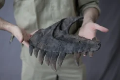 Gaston Design Stunt Dinosaur Skull Fragment Rental