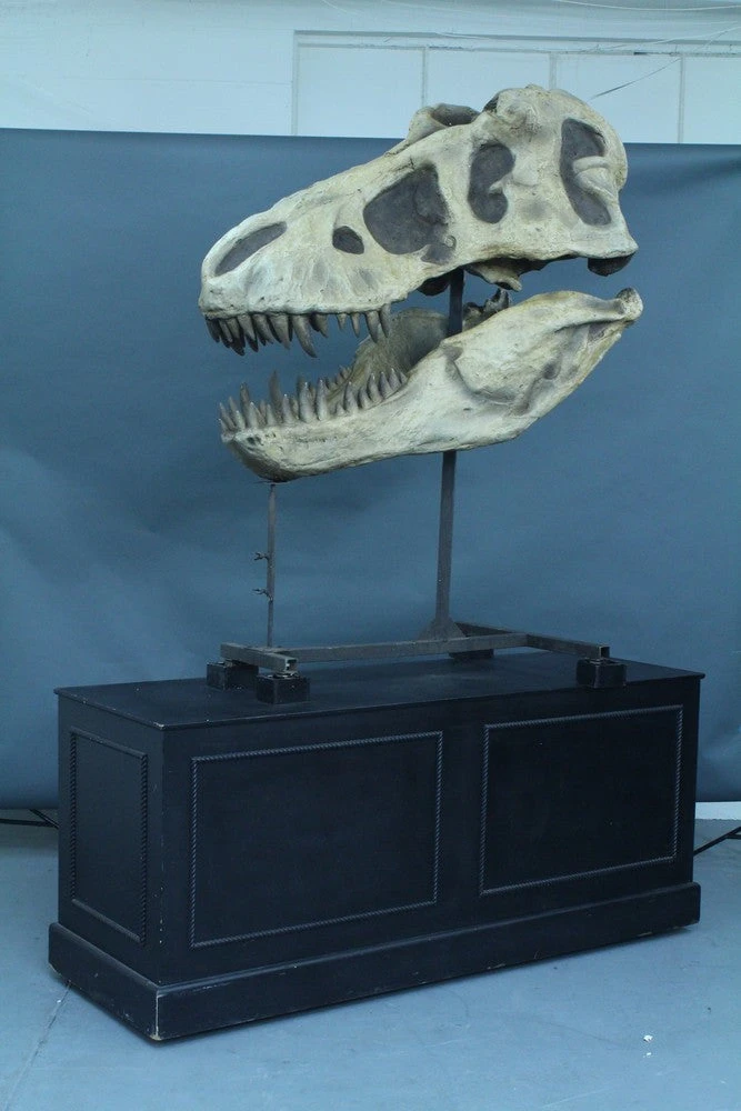 Unknown Vendor T-Rex Skull Rental Dinosaur Props 2 Unknown Vendor T-Rex Skull Rental Dinosaur Props