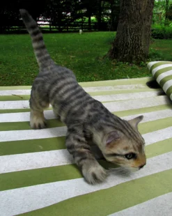 Rachael Lee Goodman Gray Tabby Kitten Prop - Special Order Dog & Cat Props