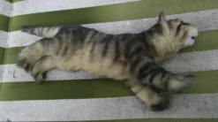 Rachael Lee Goodman Gray Tabby Kitten Prop - Special Order Dog & Cat Props