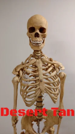 Dapper Cadaver Workshop Academic Skeleton