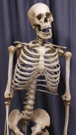 Dapper Cadaver Workshop Crime Scene Skeleton