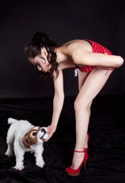 Rachael Lee Goodman Jack Russell Terrier Dog Prop Rental Animal Props