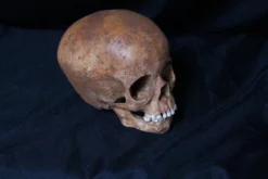Bone Clones Cast Toddler Skull Skeletons, Skulls & Bones