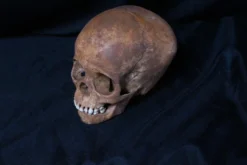 Bone Clones Cast Toddler Skull Skeletons, Skulls & Bones