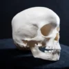Bone Clones Cast Toddler Skull Skeletons, Skulls & Bones