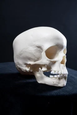 Bone Clones Cast Toddler Skull Skeletons, Skulls & Bones