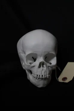 Bone Clones Cast Toddler Skull Skeletons, Skulls & Bones
