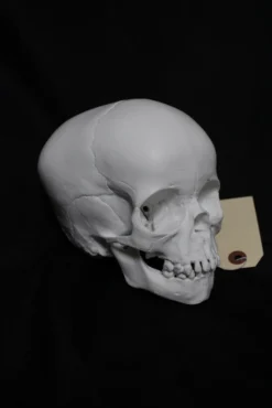 Bone Clones Cast Toddler Skull Skeletons, Skulls & Bones