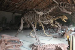 Zigong My Dinosaurs Dinosaur Props 28 FT Tyrannosaurus Skeleton Rental