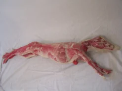Dapper Cadaver Workshop Goat Form