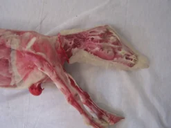 Dapper Cadaver Workshop Goat Form