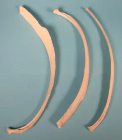 Chichester Animal Skulls & Skeletons Water Buffalo Rib Bone