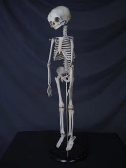 Dapper Cadaver Workshop Articulated Infant Skeleton