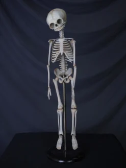 Dapper Cadaver Workshop Articulated Infant Skeleton