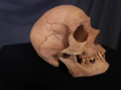 Skull Shoppe Ashwin Skull Skeletons, Skulls & Bones