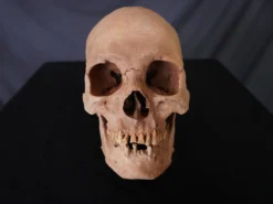 Skull Shoppe Ashwin Skull Skeletons, Skulls & Bones