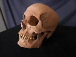 Skull Shoppe Ashwin Skull Skeletons, Skulls & Bones