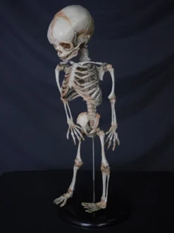 Skeletons And More Skeletons, Skulls & Bones Fetal Skeleton Replica
