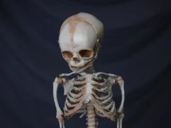 Skeletons And More Skeletons, Skulls & Bones Fetal Skeleton Replica