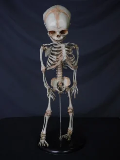 Skeletons And More Skeletons, Skulls & Bones Fetal Skeleton Replica