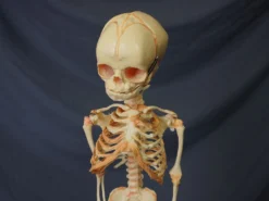 Skeletons And More Skeletons, Skulls & Bones Fetal Skeleton Replica