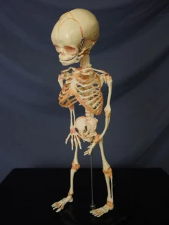 Skeletons And More Skeletons, Skulls & Bones Fetal Skeleton Replica