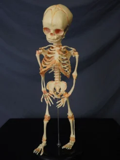 Skeletons And More Skeletons, Skulls & Bones Fetal Skeleton Replica
