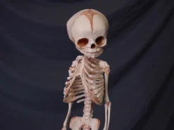 Skeletons And More Skeletons, Skulls & Bones Fetal Skeleton Replica