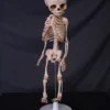 Skeletons And More Skeletons, Skulls & Bones Fetal Skeleton Replica