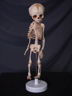 Skeletons And More Skeletons, Skulls & Bones Fetal Skeleton Replica