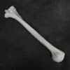 Skeletons And More Arm Bone - Humerus Replica