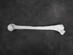 Skeletons And More Arm Bone - Humerus Replica