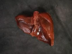 Dapper Cadaver Workshop Large Liver Prop