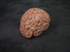 Dapper Cadaver Workshop Prop Organs Lifesize Brain, Foam Rubber