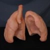 Dapper Cadaver Workshop Lifesize Lung Pair