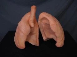 Dapper Cadaver Workshop Lifesize Lung Pair