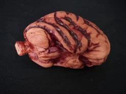 Morris Costumes Brain Prop, Medium Prop Organs