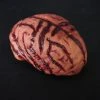 Morris Costumes Brain Prop, Medium Prop Organs
