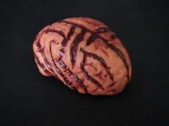 Morris Costumes Brain Prop, Medium Prop Organs