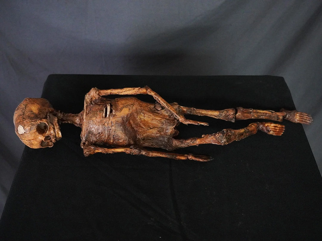 Dapper Cadaver Workshop Mummified Infant Decayed & Mummy 1 Dapper Cadaver Workshop Mummified Infant Decayed & Mummy
