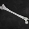 Skeletons And More Prop Femur