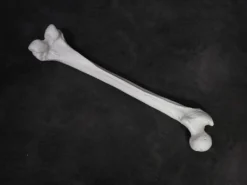 Skeletons And More Prop Femur