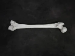 Skeletons And More Prop Femur