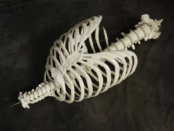 Skeletons And More Human Ribcage Prop Skeletons, Skulls & Bones