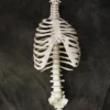 Skeletons And More Human Ribcage Prop Skeletons, Skulls & Bones