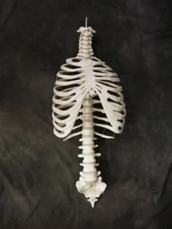 Skeletons And More Human Ribcage Prop Skeletons, Skulls & Bones
